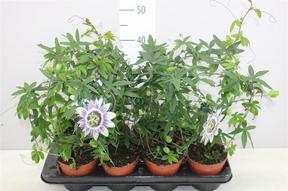 Passiflora caerulea