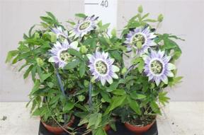 Passiflora caerulea
