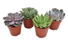 Echeveria mix
