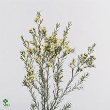 Chamelaucium ofir