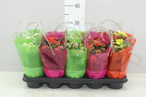 Kalanchoe Calandiva mix