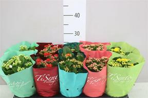 Kalanchoe Calandiva mix