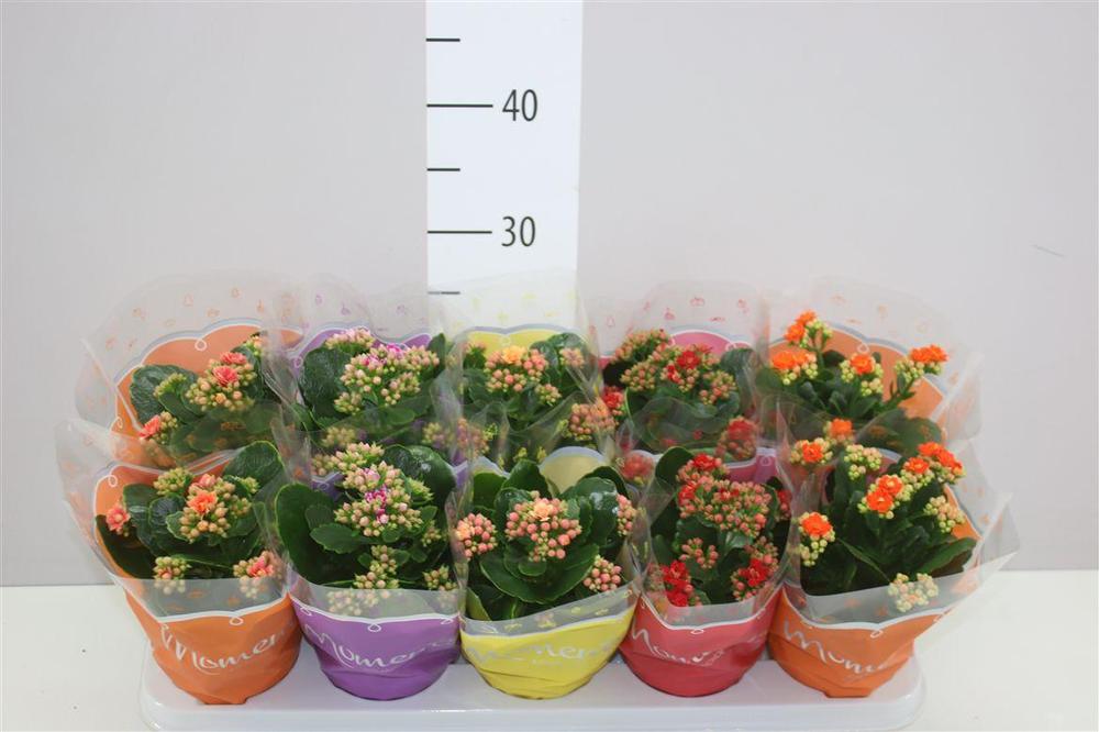 Kalanchoe Calandiva mix