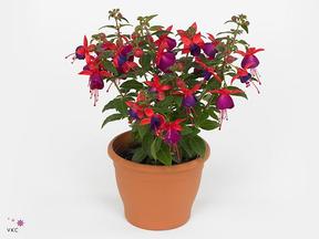 Fuchsia závěs CZ