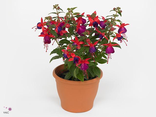 Fuchsia závěs CZ