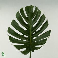 Zeleň - monstera