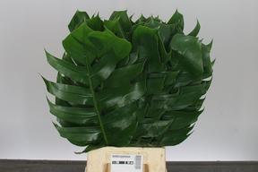 Zeleň - monstera