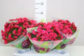 Begonia elatior Betulia mix