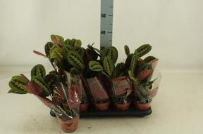 Maranta tricolor