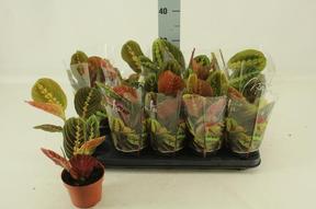 Maranta tricolor