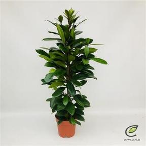 Medinilla magnifica 3+