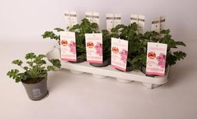 Pelargonium graveolens