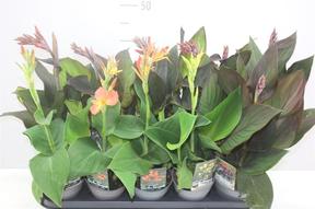 Canna mix