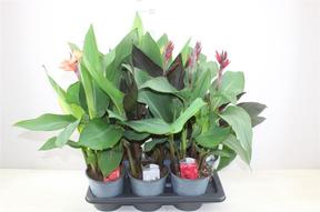 Canna mix