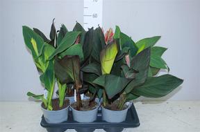 Canna mix