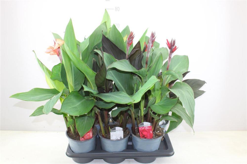 Canna mix