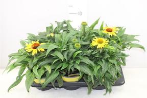 Echinacea mix