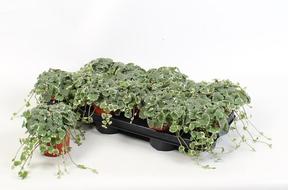Glechoma nepeta