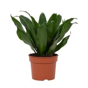 Dracaena fra. Compacta