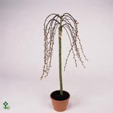 Salix gracilista Mt.Aso