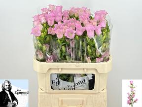 Campanula medium champion pink