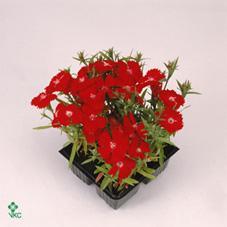 Dianthus chinensis CZ