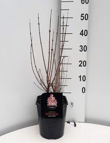 Syringa meyeri Palibin