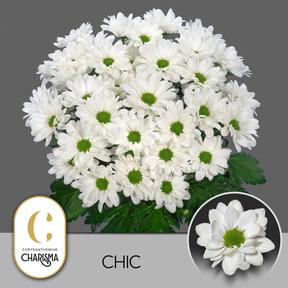 Chrys tr chic
