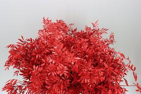 Zeleň - pistacia bal.