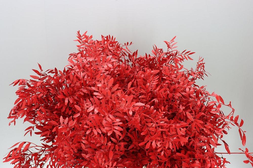 Zeleň - pistacia bal.