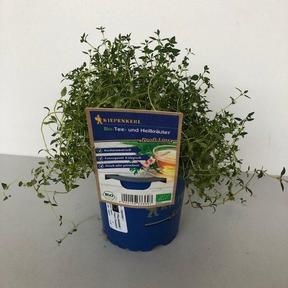 Thymus vulgaris - DE