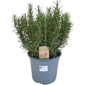 Rosmarinus officinalis