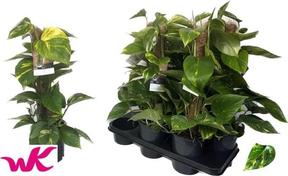 Epipremnum aureum sloupek