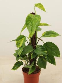 Epipremnum aureum sloupek