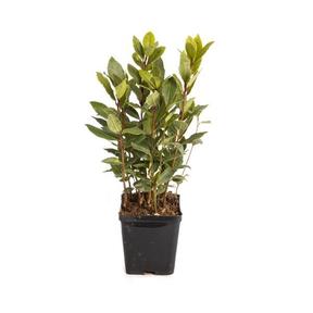 Laurus nobilis