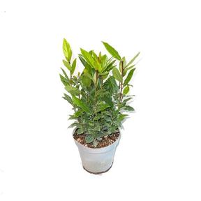 Laurus nobilis