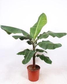 Musa
