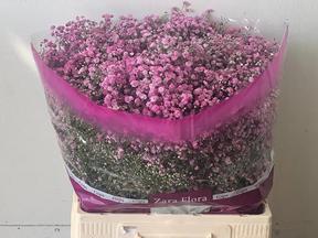 Gypsophila my pink