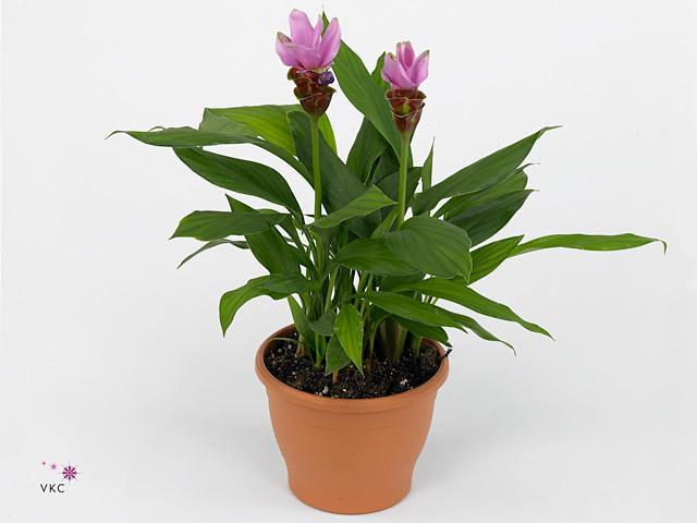 Curcuma
