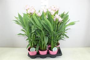 Curcuma