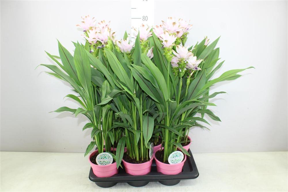 Curcuma