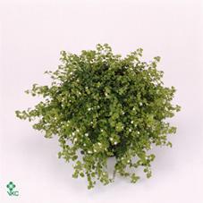 Bacopa Trio CZ