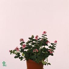Diascia CZ