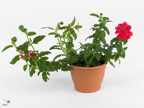 Verbena mix CZ