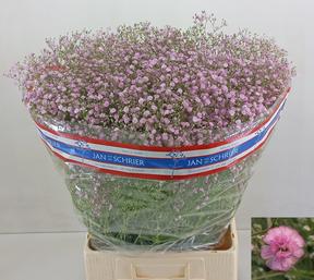 Gypsophila my pink