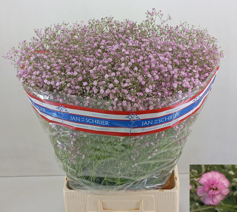 Gypsophila my pink