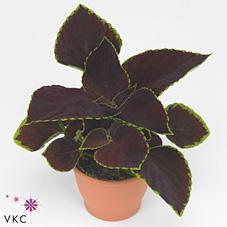 Coleus CZ