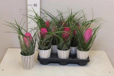 Tillandsia Anita obal