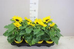 Helianthus