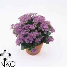Ageratum CZ